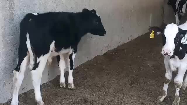 13 راس گوساله نر گاو نر|حیوانات مزرعه|شیراز, بید زرد|دیوار