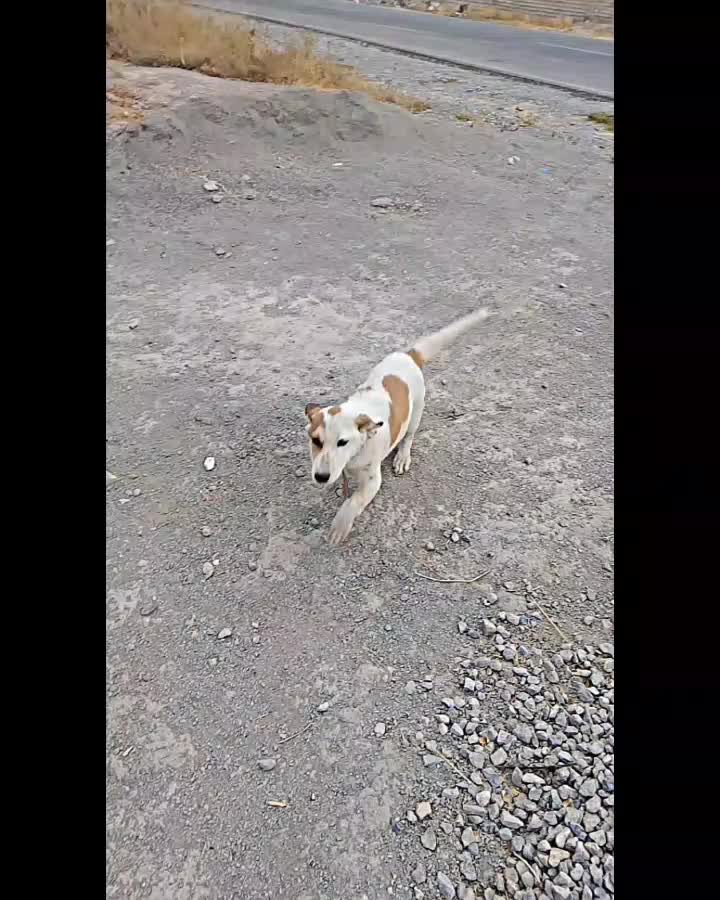 سگ پا کوتا|سگ|گلبهار, بیزکی|دیوار