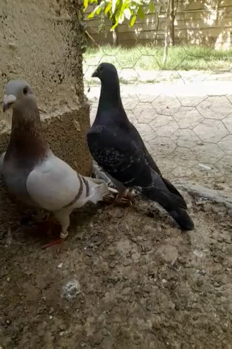 کبوتر|پرنده|گنبد کاووس, |دیوار