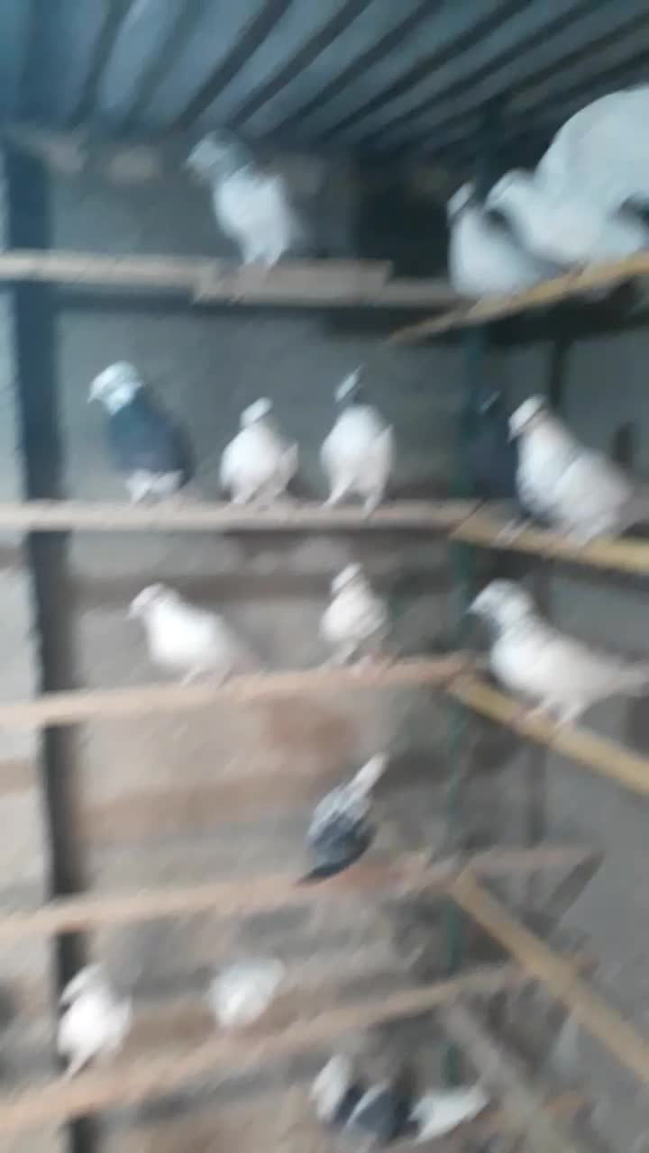 کفتر خوب .قفس .جوجه پرون غلامی|پرنده|ری, ولی آباد|دیوار