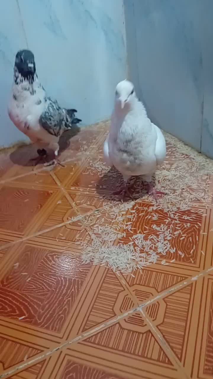 سفید کاکلی|پرنده|دورود, |دیوار