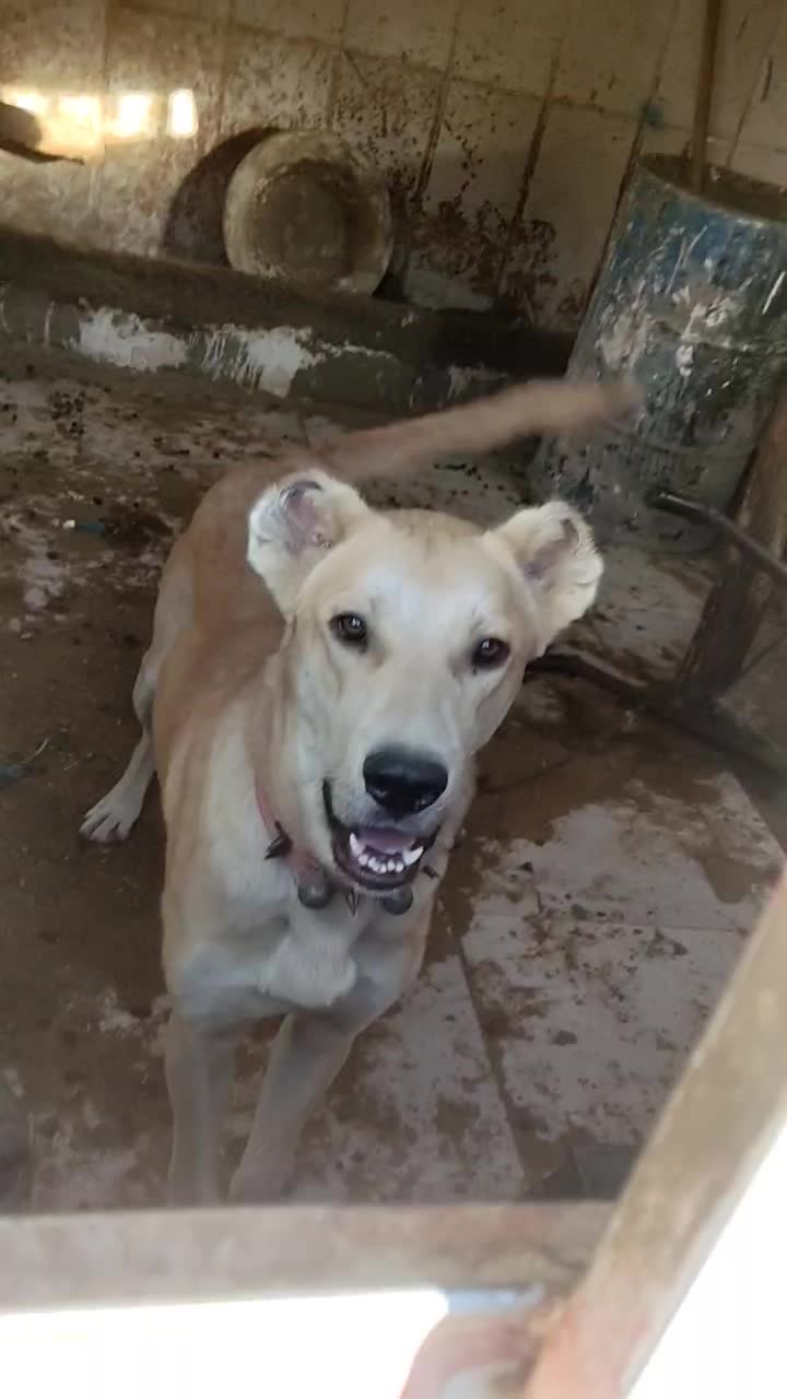 توله سگ نر ۹ ماهه|سگ|گهواره, |دیوار