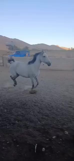 مادیون|اسب و تجهیزات اسبسواری|بن, |دیوار