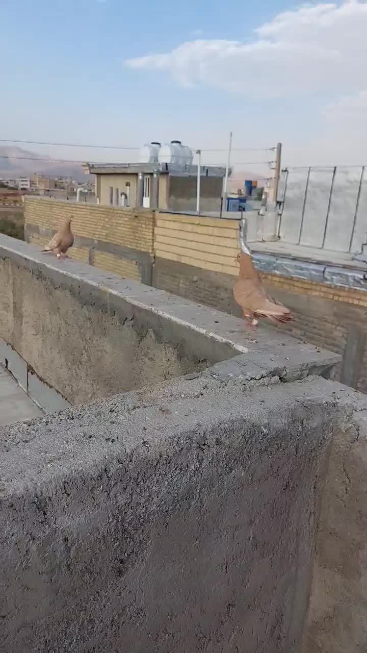 کفتر|پرنده|شیراز, حجت آباد|دیوار