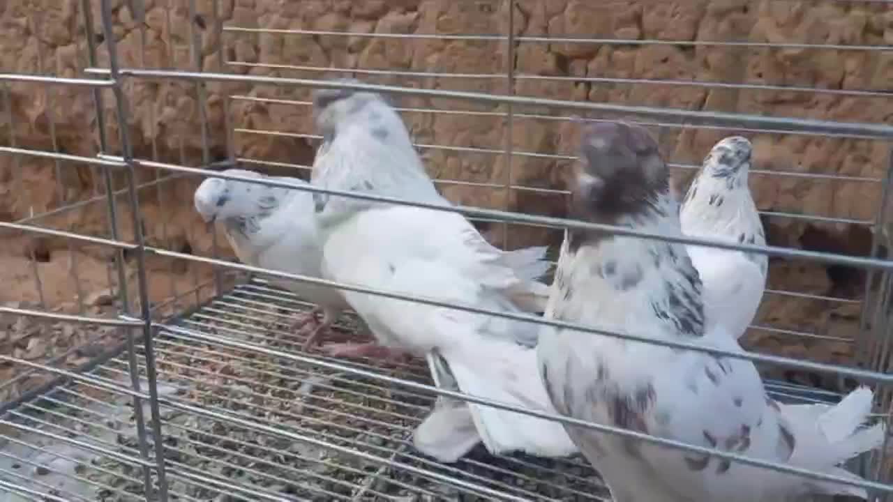 دوجفت نروماده کله ای شمرونی با جوجه|پرنده|اردکان, |دیوار