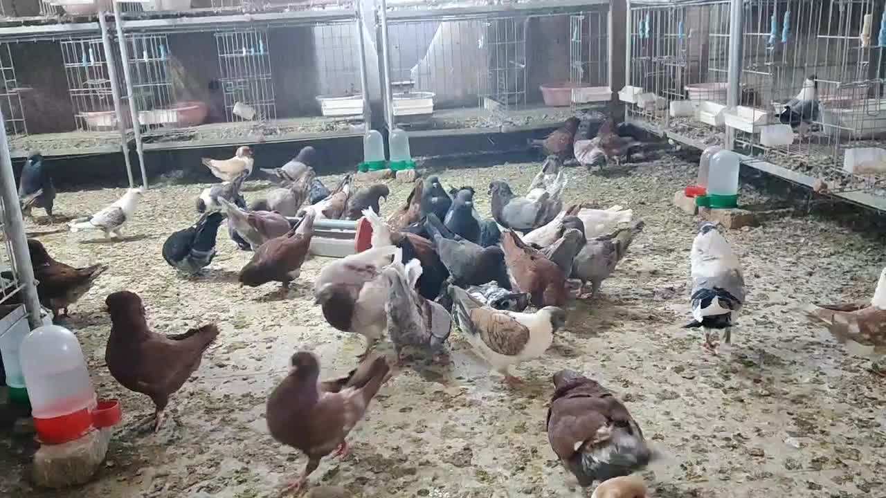 ۳۰ عدد کبوتر کینگ بالغ ،نر و ماده درهم|پرنده|تهران, مشیریه|دیوار