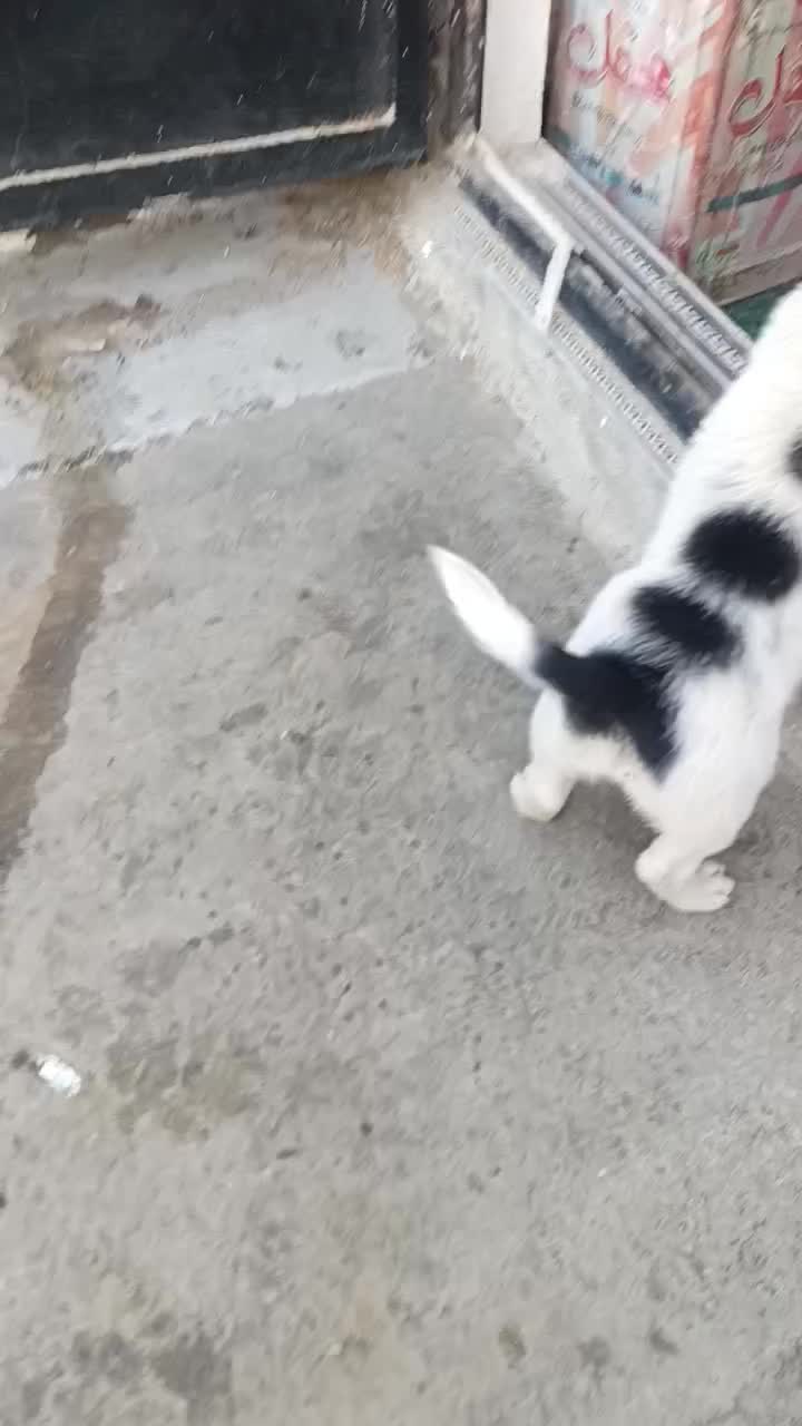 سگ پاکوتاه|سگ|مشهد, پورسینا|دیوار