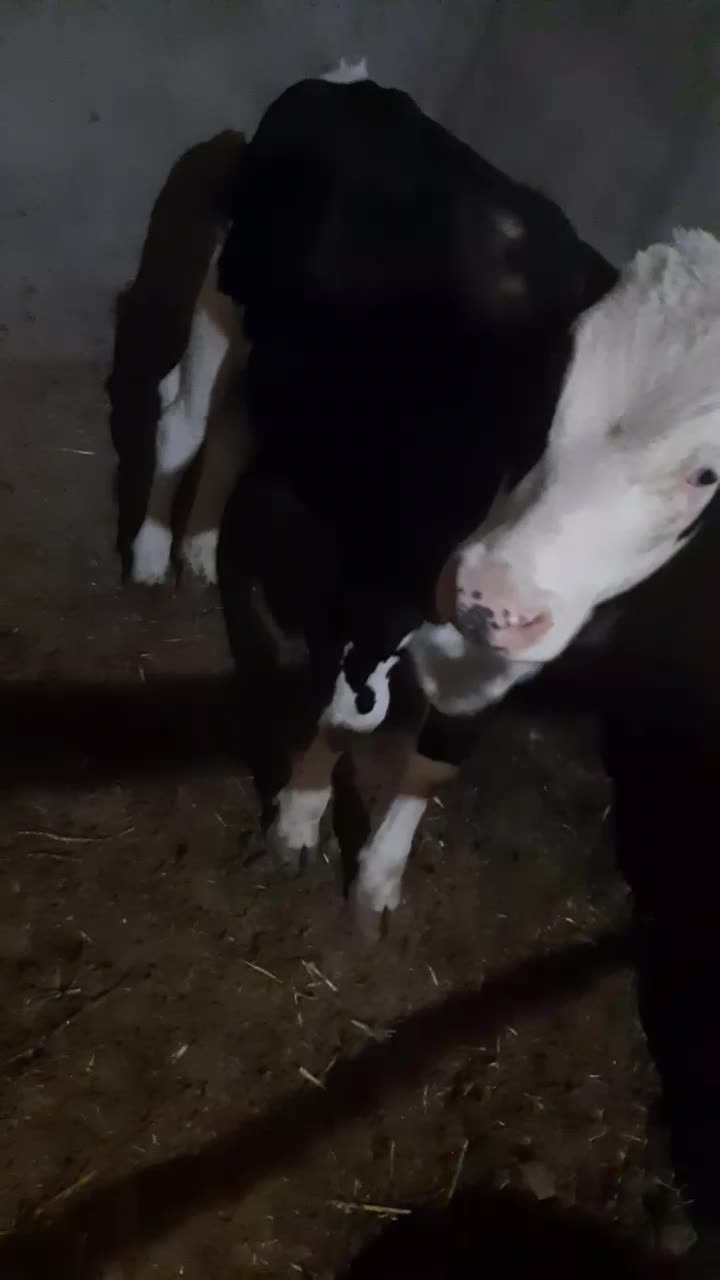 توخت ۷ماهه|حیوانات مزرعه|مشکان, |دیوار