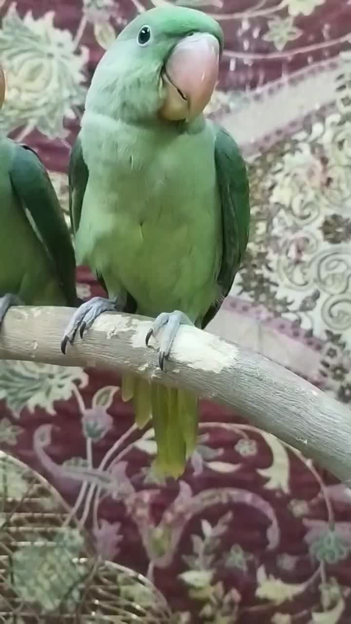 جوجه شاه طوطی|پرنده|تبریز, |دیوار