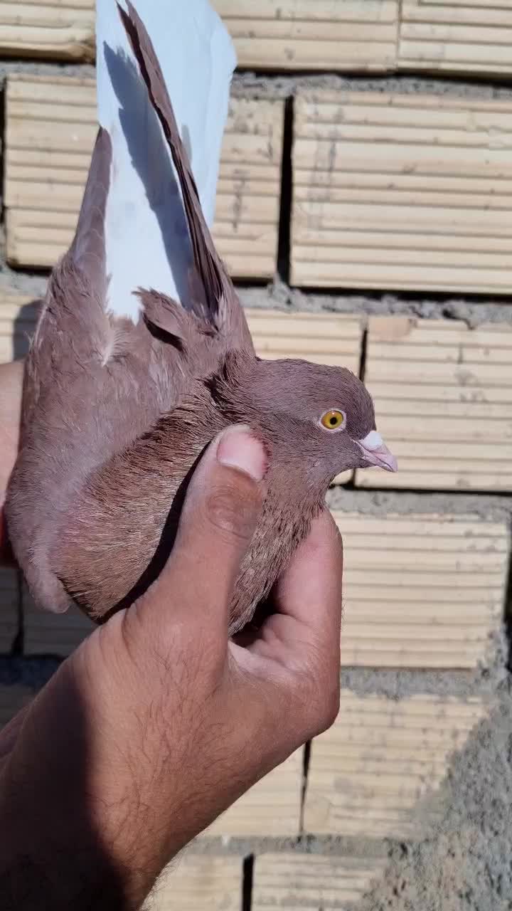 سرخ دم سفید کاکل|پرنده|فردوس (خراسان), |دیوار