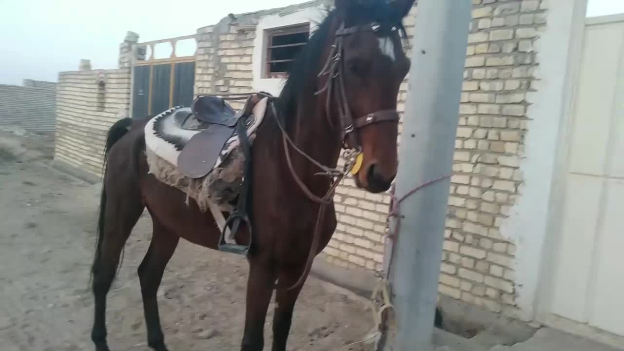 فروش اسب|اسب و تجهیزات اسبسواری|آران و بیدگل, |دیوار