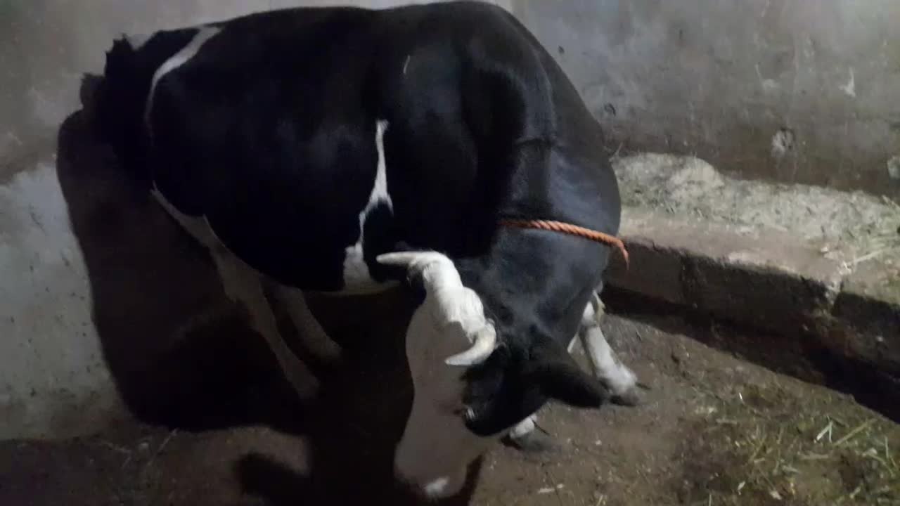 گاو شکم اول|حیوانات مزرعه|صومای برادوست, |دیوار