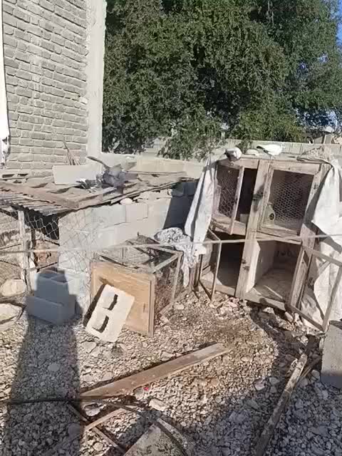 کبوتر|پرنده|سیمکان, |دیوار