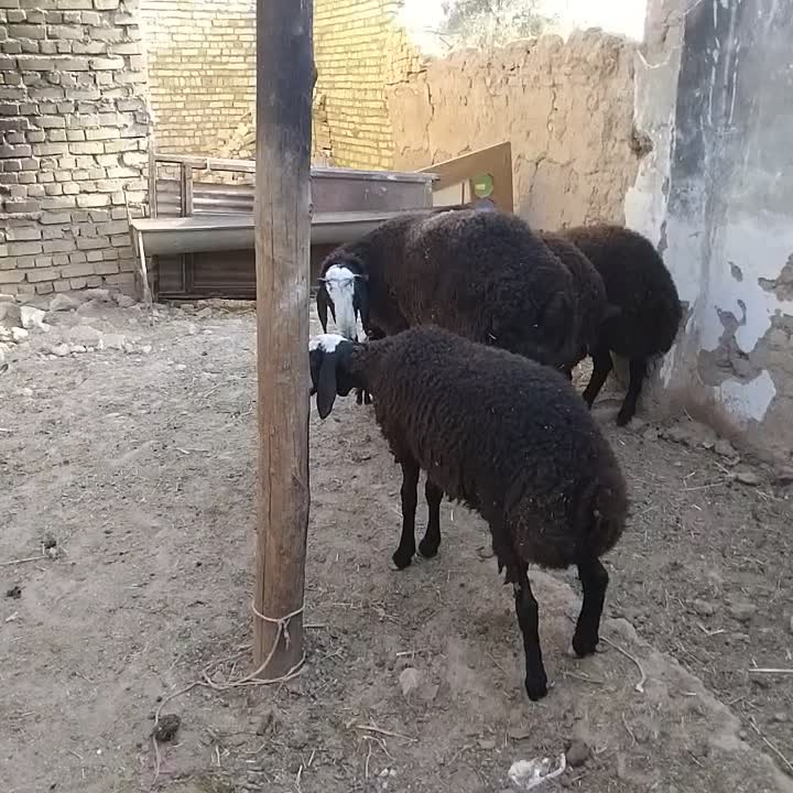 سلام یه راس بره قوچ شالی تازه دندان عوض کرده|حیوانات مزرعه|بوئین زهرا, |دیوار