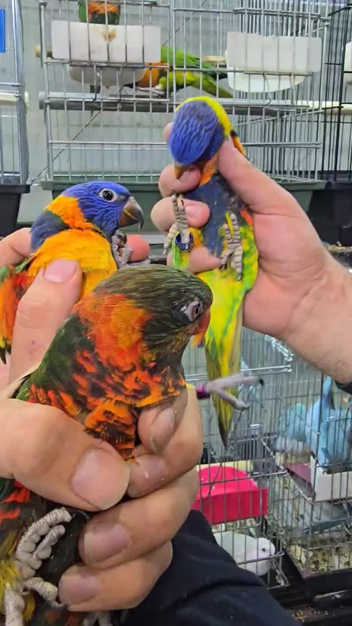 بورس طوطی لوری لوریکیت ایران|پرنده|تهران, دردشت|دیوار