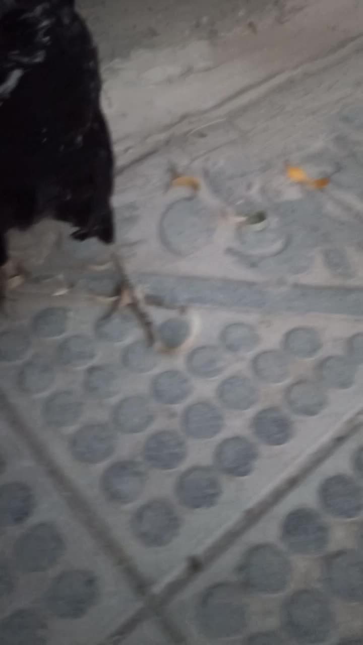 مرغ گلین لری تخمگذار|حیوانات مزرعه|هشتگرد, تهران دشت|دیوار