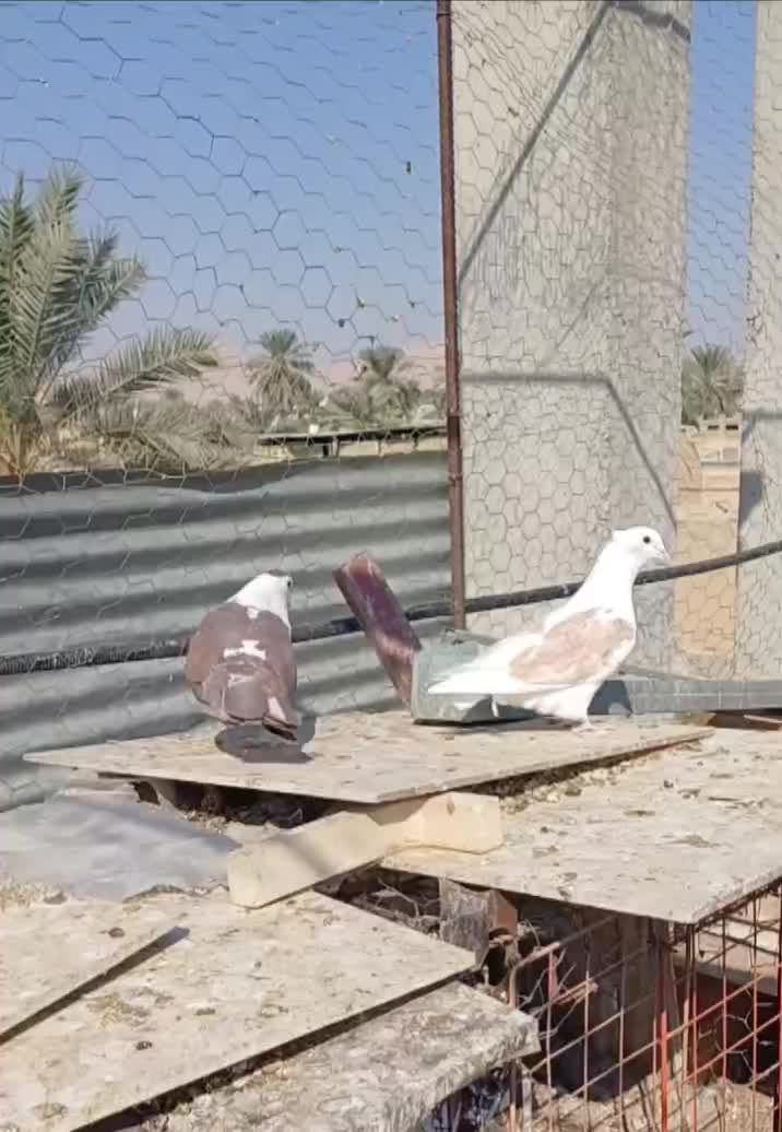 شهر افغان دم تخت نر|پرنده|زرین دشت (فارس), |دیوار