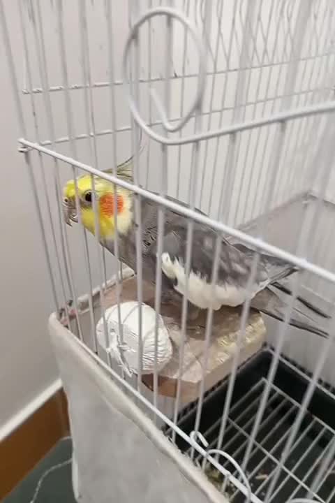 عروسی هلندی نر|پرنده|رویان, |دیوار