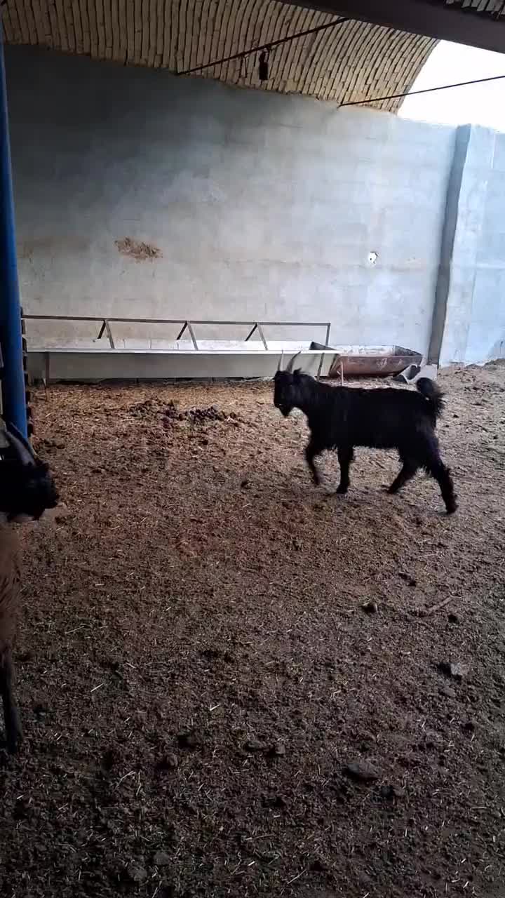 بزغاله بز میش قوچ دوبر|حیوانات مزرعه|نجف‌آباد, کهریزسنگ|دیوار