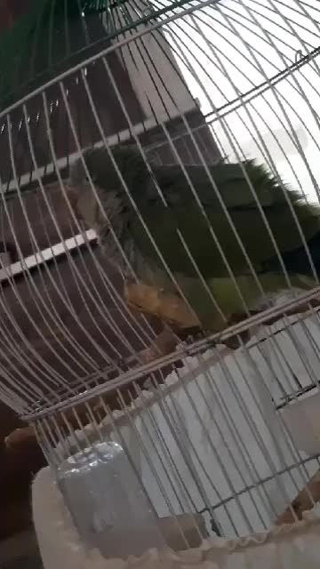 طوطی راهب ۴ ماهه سخنگو|پرنده|کرج, شاهین‌ویلا|دیوار