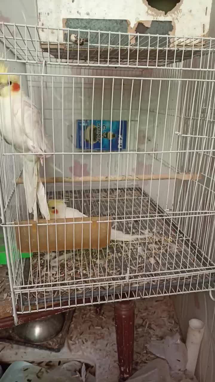 دو جفت عروس هلندی کار داده|پرنده|مشهد, قائم|دیوار