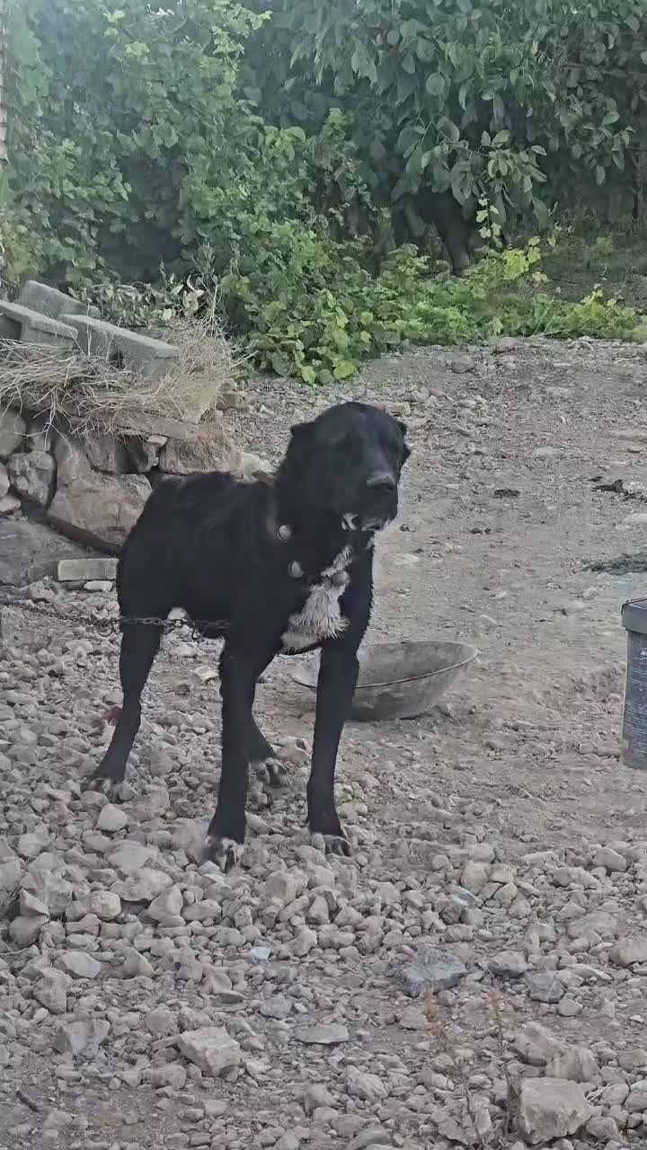 سگ سرابی|سگ|اصفهان, جوزدان الیادران|دیوار