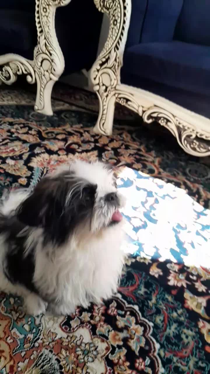 حیوان خانگی|سگ|خرمآباد, |دیوار