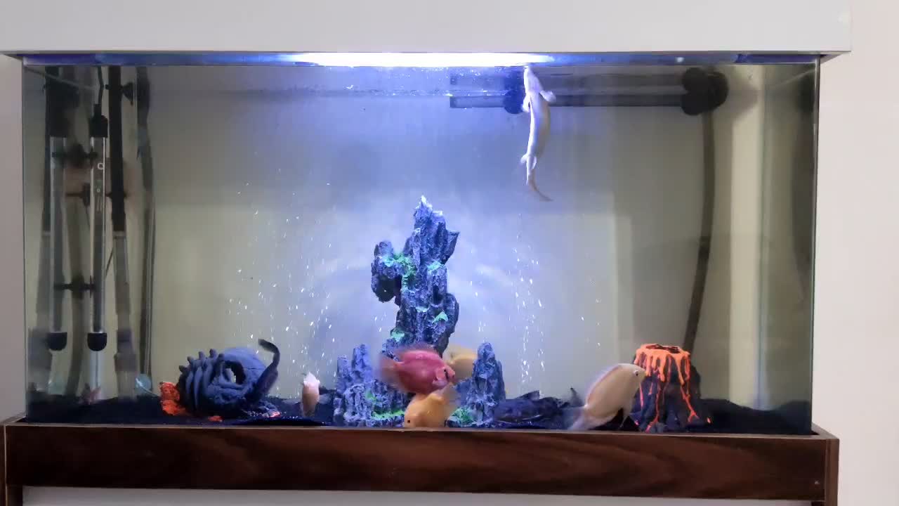 آکواریوم با کلیه وسایل،|ماهی|هشتگرد, شهرک صبا سوله|دیوار