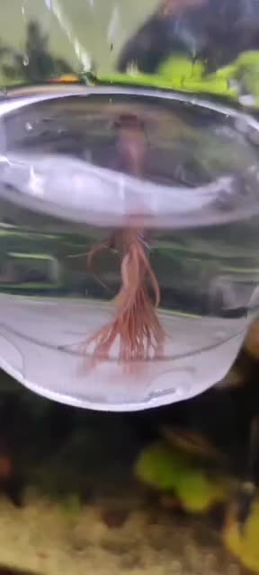 فایتر دم ریش|ماهی|شیراز, فضلآباد|دیوار