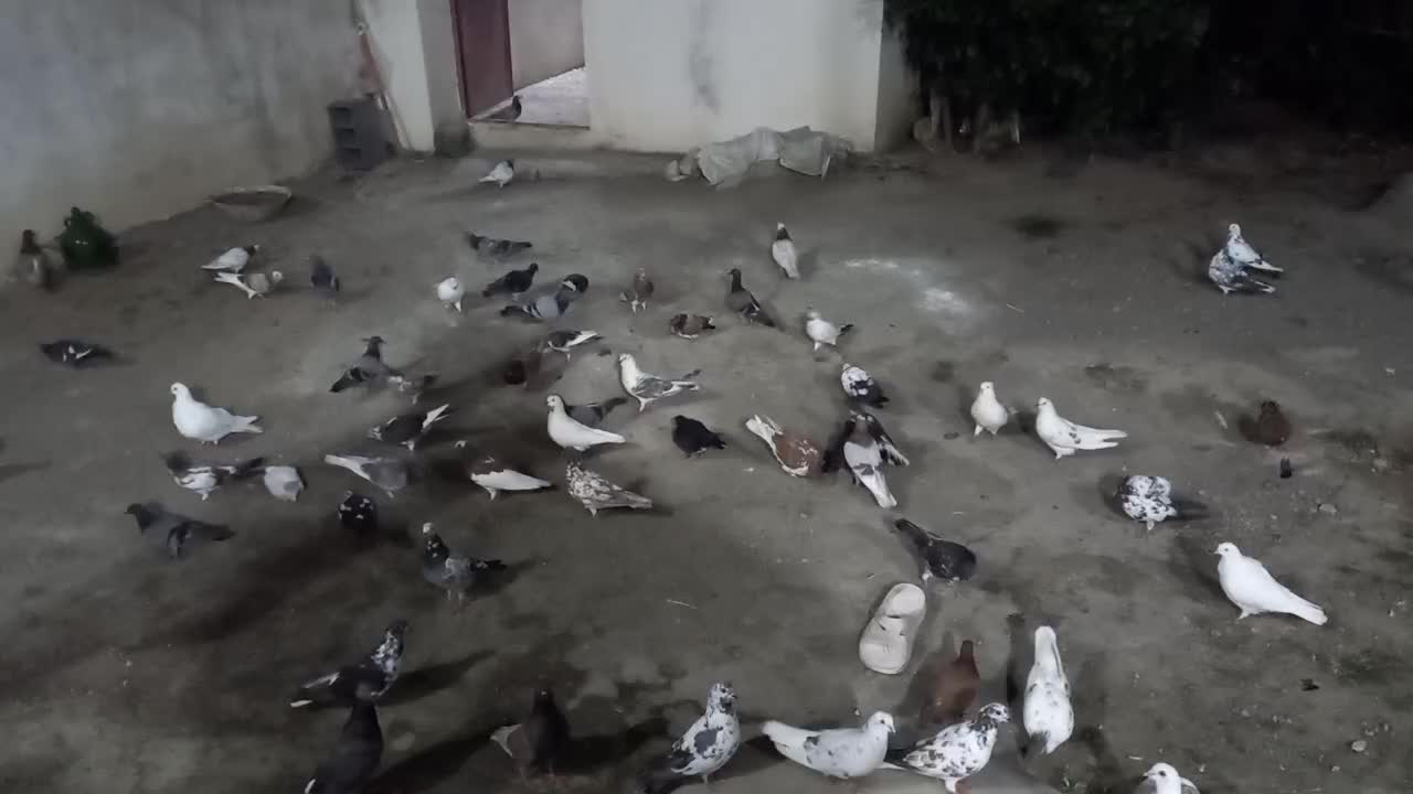 فروش چندین جفت کبوتر...|پرنده|نشتارود, |دیوار