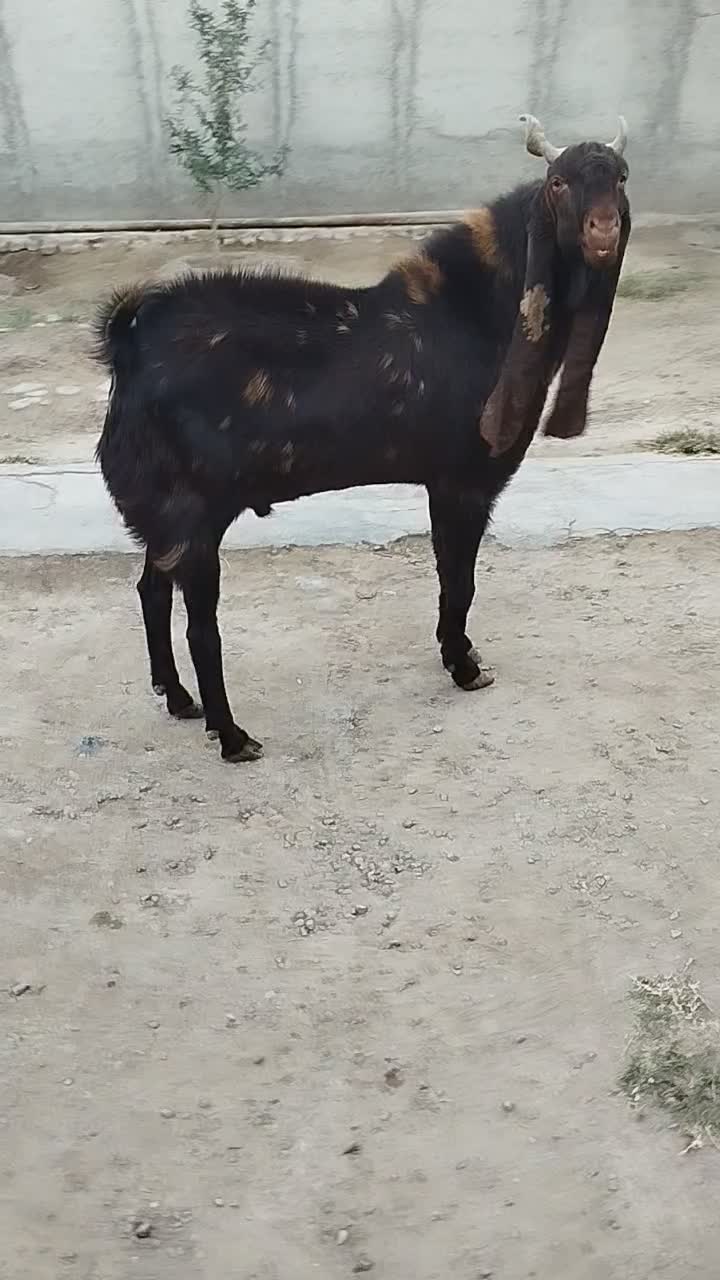 دو گوسفند جوان|حیوانات مزرعه|سیجوال, |دیوار