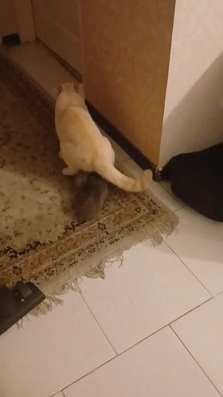 واگذاری اگزوتیک و بریتیش نر|گربه|پردیس, فاز ۳|دیوار