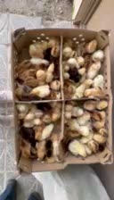 جوجه،مرغ محلی،دان و لوازم مرغداری(جوجه سرا)|حیوانات مزرعه|کرمان, |دیوار