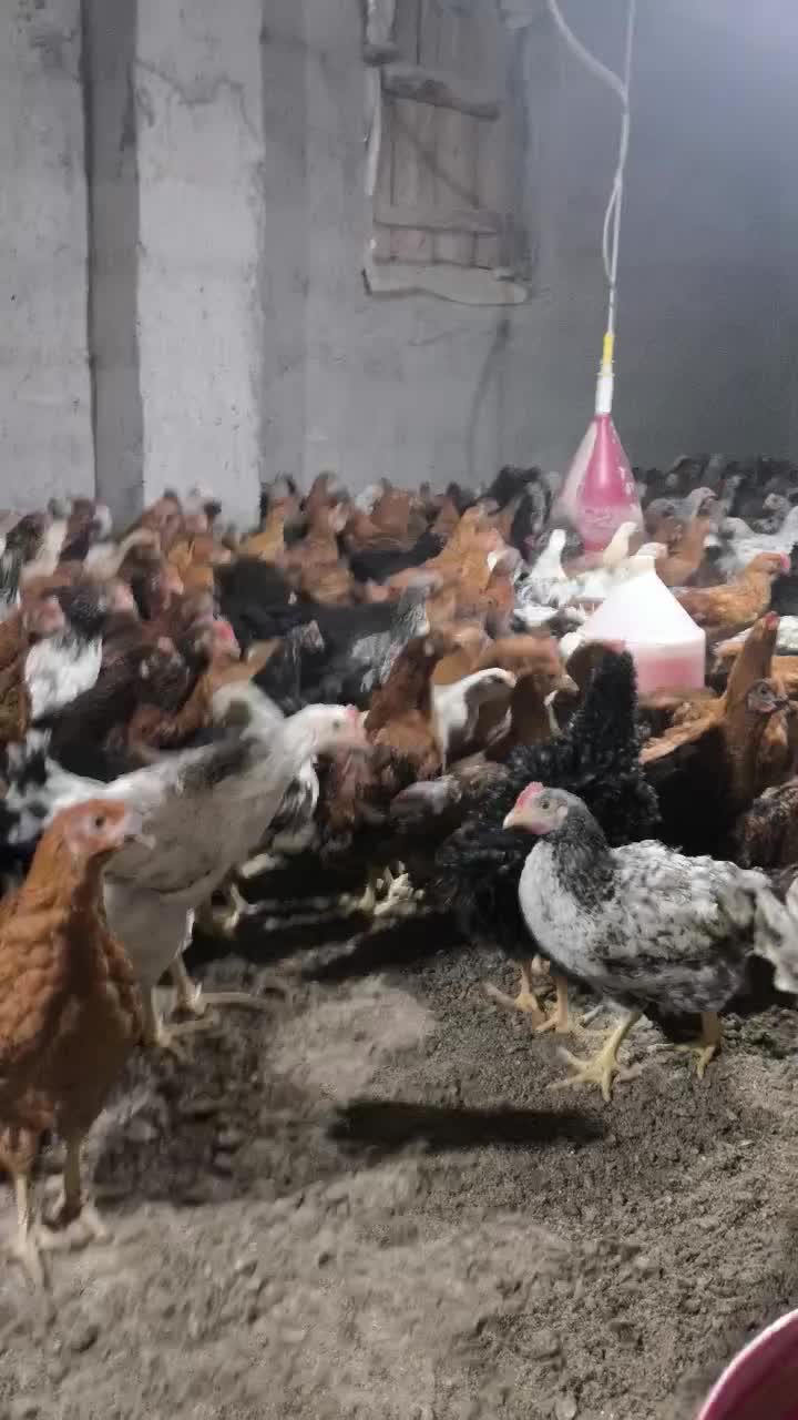 نیمچه مرغ و خروس 1کیلویی|حیوانات مزرعه|لنگرود, |دیوار