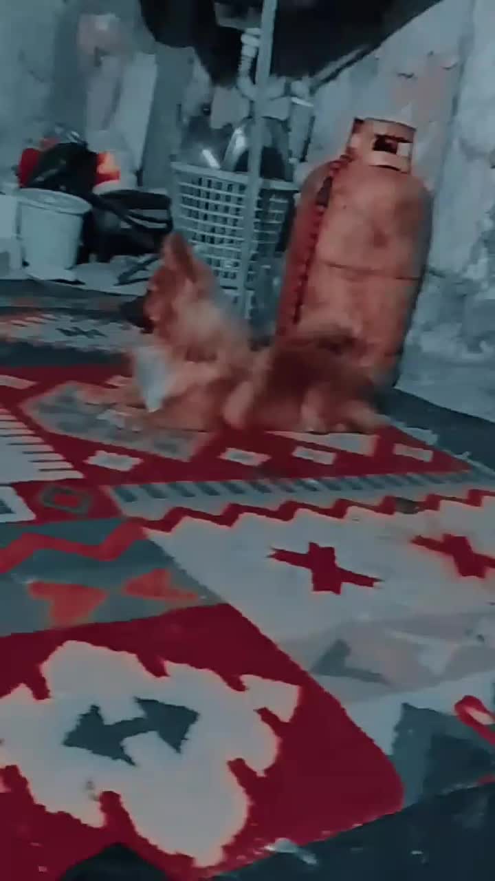 سگ پامر|سگ|بندرعباس, |دیوار