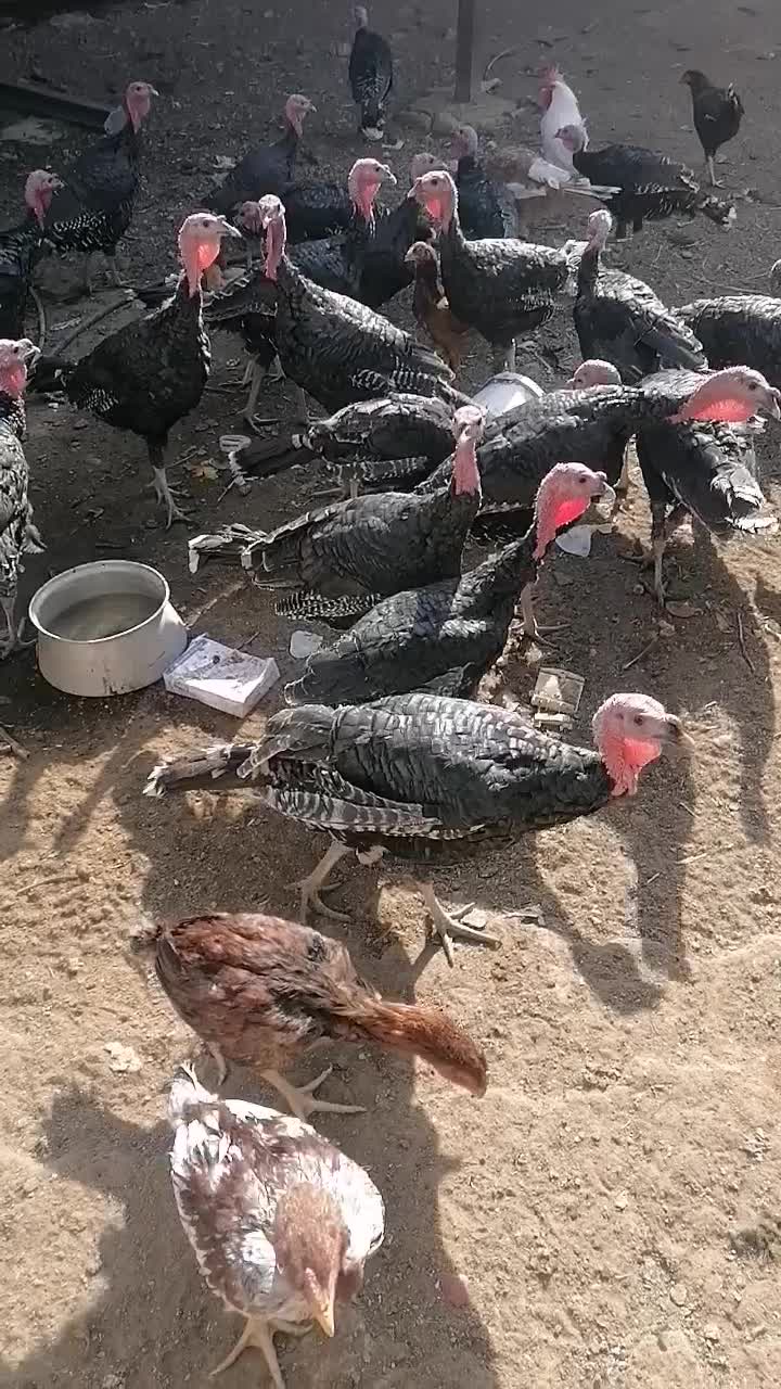 بوقلمون برنز|حیوانات مزرعه|تربت‌حیدریه, پائین ولایت|دیوار