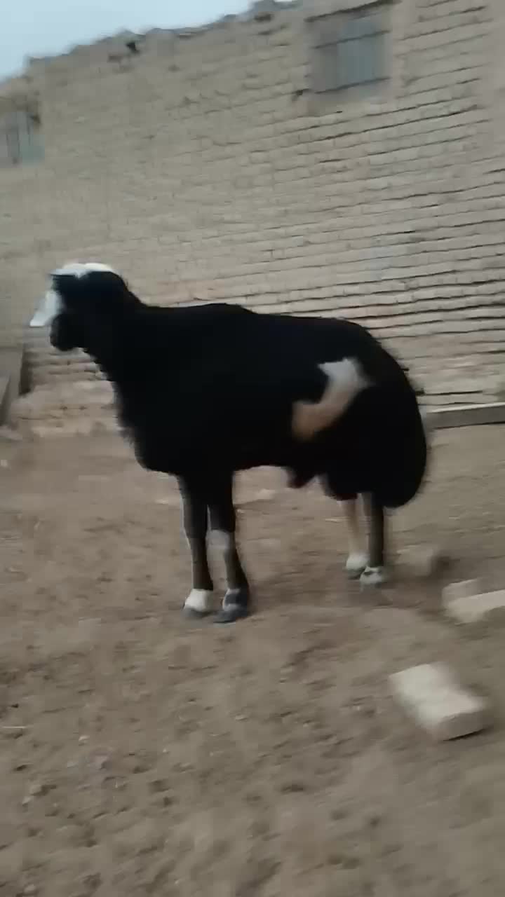 قوچ مو سیم لخت اصل جنس|حیوانات مزرعه|نصر آباد, |دیوار