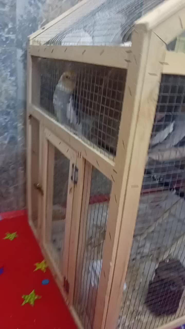 با سلام|پرنده|مشهد, کوشش|دیوار