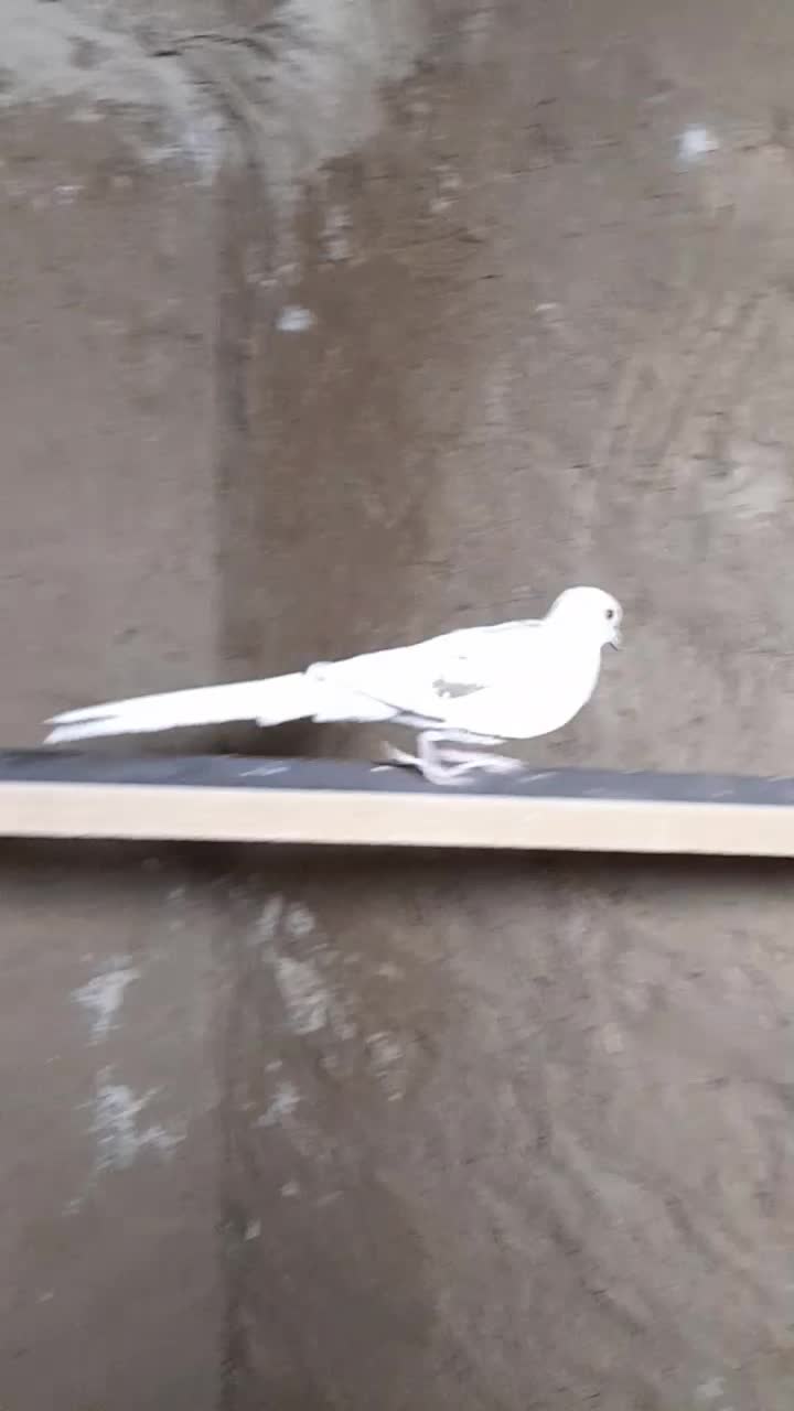 کبوتر|پرنده|زابل, |دیوار