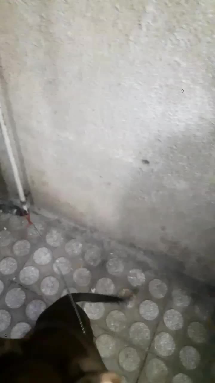 سگ دوبرمن اصل خارجی|سگ|کرمانشاه, |دیوار