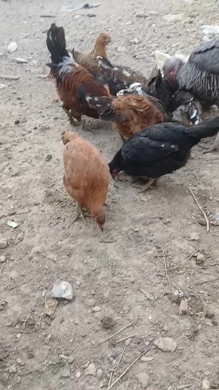 مرغ|حیوانات مزرعه|اصفهان, زیار|دیوار