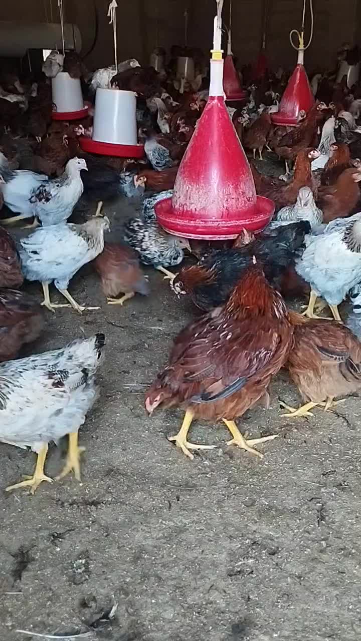 فروش نیمچه خروس|حیوانات مزرعه|مشگین شهر, |دیوار