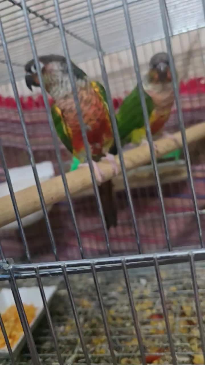 گرینچیک مولد دستی روی جوجه دبل رد یلوساید|پرنده|اصفهان, شاه پسند|دیوار