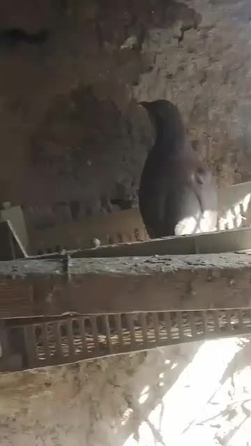 کفتر|پرنده|سراوان, |دیوار