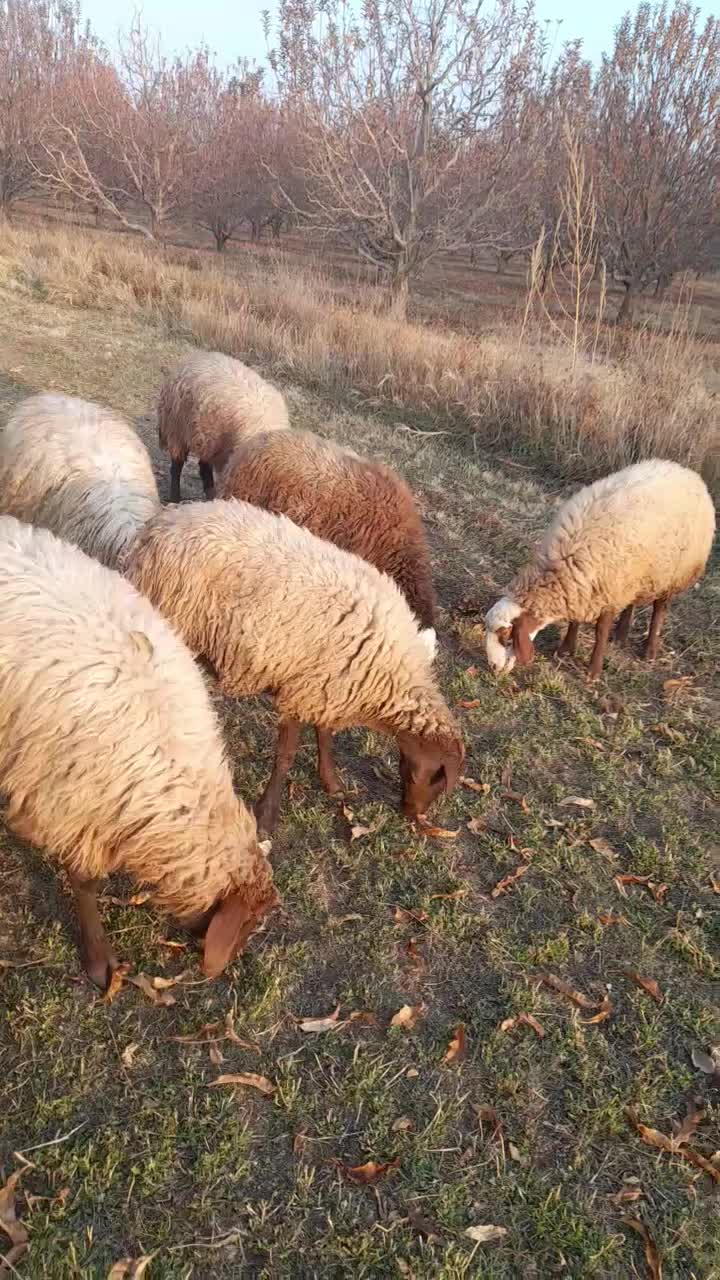 گوسفد|حیوانات مزرعه|اشنویه, |دیوار