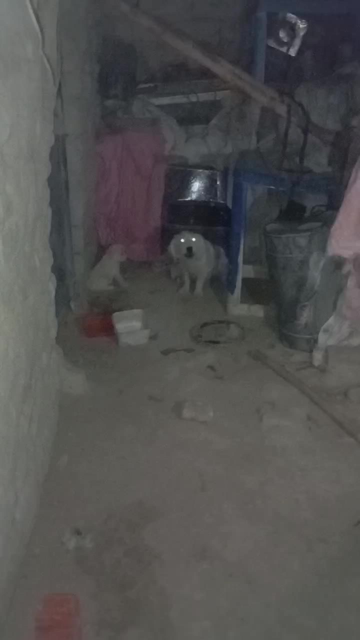 سگ پشمالو شیتزو ماده|سگ|زهک, |دیوار