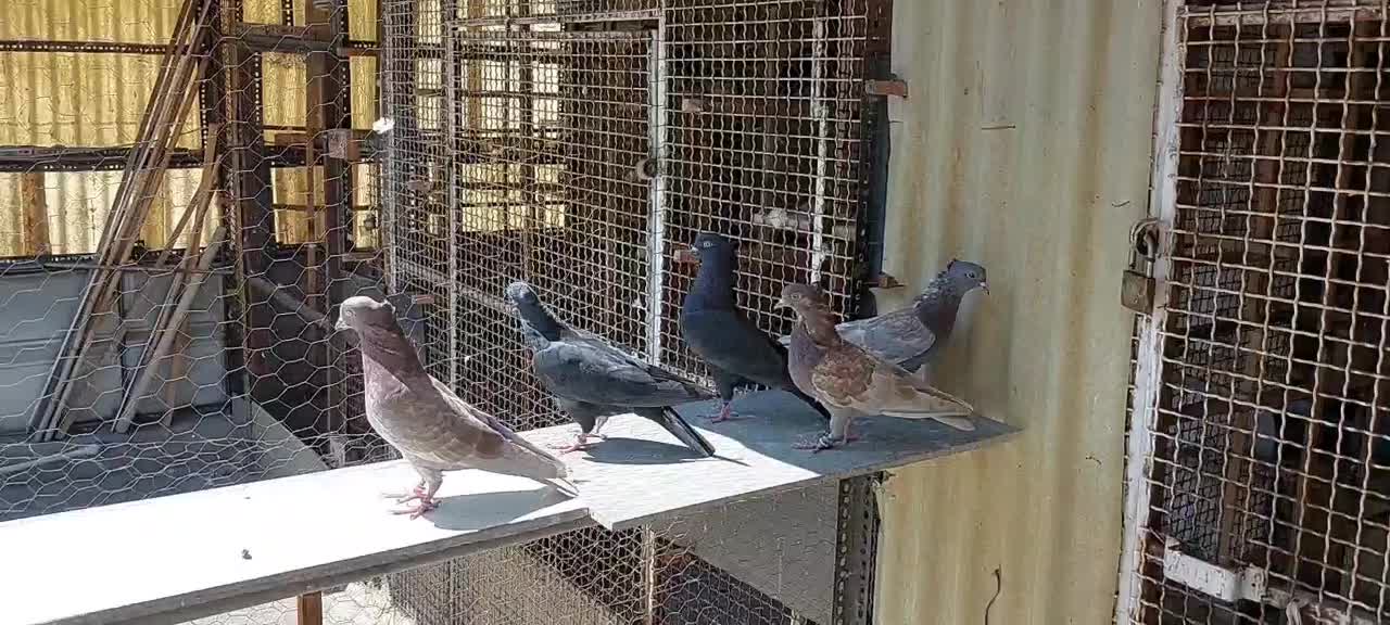 کبوتر|پرنده|تهران, جوادیه|دیوار