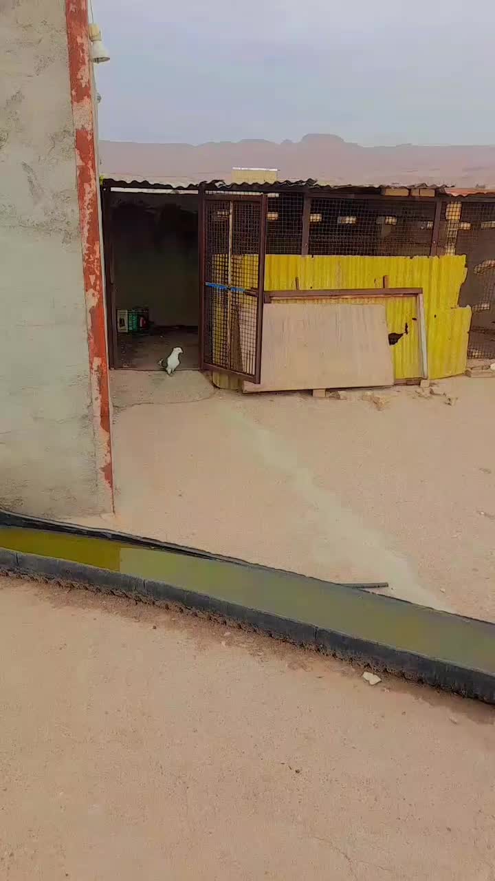 دوکت|پرنده|شوشتر, |دیوار