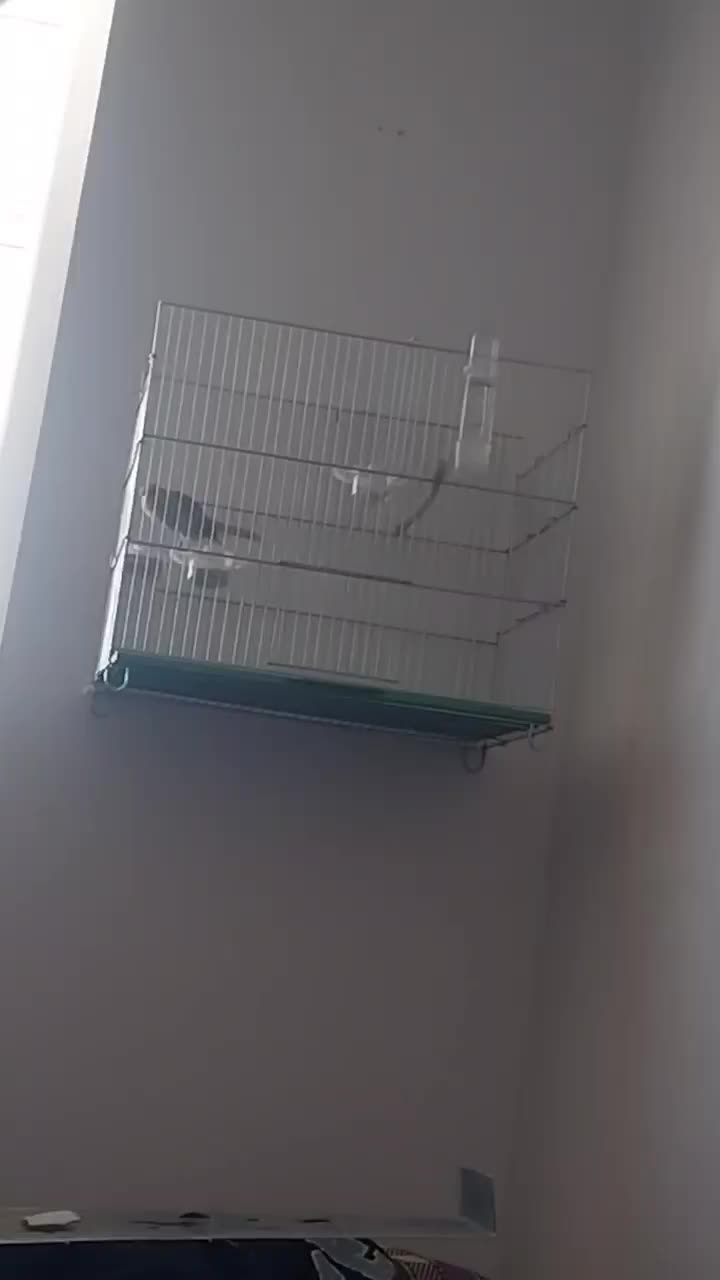 قناری نر رسمی بلند|پرنده|تکاب, |دیوار