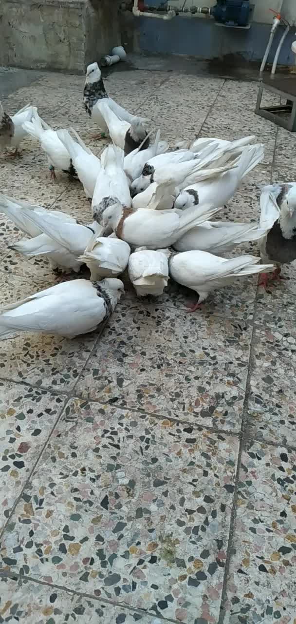 پرنده|پرنده|اهواز, کوی صادقیه|دیوار